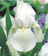 'Patriot' 6-8 10 V-IX 247B 247C Hosta