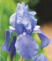 Sundea' III 6-8 10 V-IX Hosta Banana