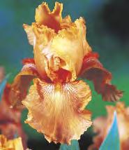 SHOWBOX 248 6-8 10 V-IX 247E Hosta