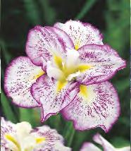 V-IX 248A IRIS ENSATA - Kosaciec