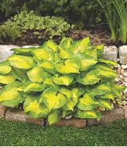 "Mysie Uszka" 248C "Mysie Uszka" Hosta
