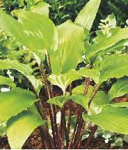 III 10 V-IX 20-25 Hosta Mini Frost