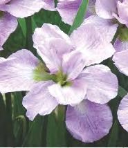 7 12-15 60-70 Iris sibirica Double Play 
