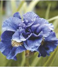 'Kaboom 7 12-15 60-70 SHOWBOX 34 IRIS