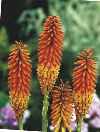 34C 34D 34E Iris pumila Truly Kosaciec