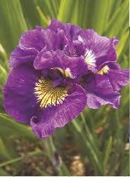 'Petit Polka' 7 12-15 20-30 Iris pumila