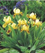 Iris germanica Black Night Kosaciec
