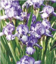 Iris germanica Red Zinger Kosaciec