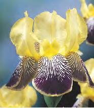 SHOWBOX 250 IRIS SIBIRICA - Kosaciec