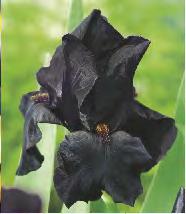 250D 250E Iris sibirica Double Standard