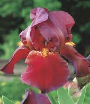 'Double Standard' 7 12-15 60-70 Iris