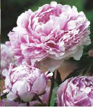 60-80 80 78E Paeonia Karl