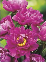 79C Paeonia Bowl of Beauty