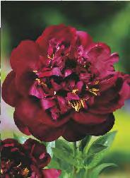 60-80 Paeonia Sorbet Piwonia
