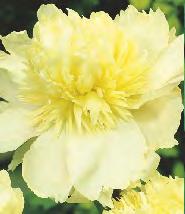 Piwonia 'Madame Gaudichau' 15-20