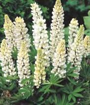 różowy 30 252D 80-6 Lupinus