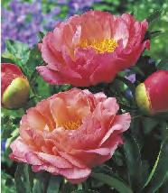 PAEONIA - Piwonia "1" I wybór