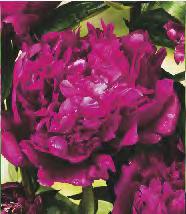 Paeonia Shirley Temple Piwonia