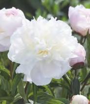 78D Paeonia Sarah Bernhardt