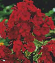 SHOWBOX 81 PAEONIA - Piwonia "4"