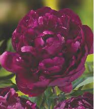 'Patio Moscow' Paeonia Patio