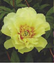 Paeonia Patio Rome Piwonia 'Patio