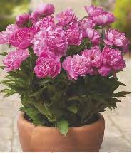 Płomyk fioletowy Phlox orange