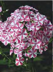 80-110 SHOWBOX 254 PHLOX