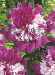 254A 254B 254C 254D 254E Phlox