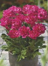 'Peppermint Twist' Phlox All In