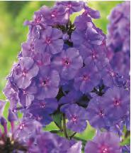 Piwonia 'Duchesse De Nemours'