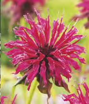 Geranium Gravetye Bodziszek