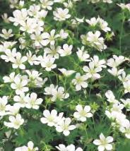 'Swirly Burly' 6-8 255B 80-110 6-8