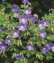10-15 6-8 255D Phlox Sweet Summer
