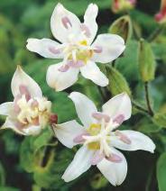 256A 15-25 V Geranium white Bodziszek