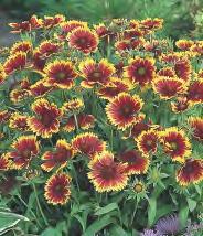 Przetacznik 'Rose' Veronica