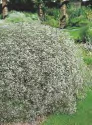 spectabilis Alba Serduszka
