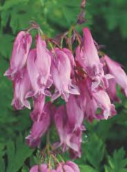 Dicentra spectabilis Serduszka