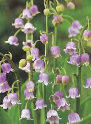 Dicentra formosa Luxuriant