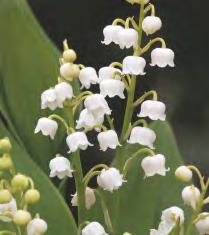 6-8 60-80 264C 60-100 Lavandula