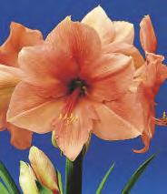 SHOWBOX 6 HIPPEASTRUM - Zwartnica Amaryllis "1"