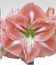 HIPPEASTRUM - Zwartnica Amaryllis Pełny 22/24 7E