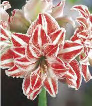 'Apricot Parfait'  8A Hippeastrum Amaryllis