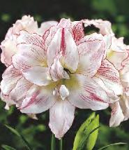 4-8 tygodni po sadzeniu 8B Hippeastrum Amaryllis