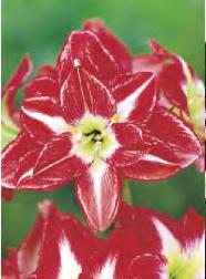 Amaryllis Lady Jane Zwartnica 'Lady Jane'  8D