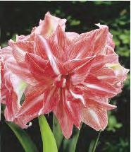 Hippeastrum Amaryllis Dancing Queen Zwartnica