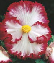 Begonia 'Yellow' I-V 5 30 151C Begonia marmorata