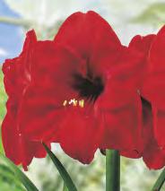 Amaryllis Red Lion Zwartnica 'Red Lion' do I-IV
