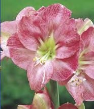 Hippeastrum Amaryllis Rilona Zwartnica 'Rilona'