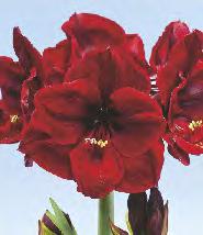 HIPPEASTRUM - Zwartnica Amaryllis "2" 22/24 6E